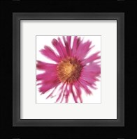 Petales Roses III Fine Art Print