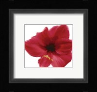 Petales Rouges I Fine Art Print