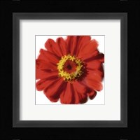 Petales Rouges II Fine Art Print