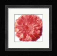 Petales Rouges III Fine Art Print