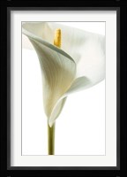 Lily in Bloom I Fine Art Print