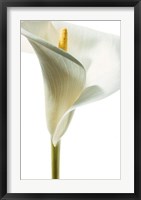 Lily in Bloom I Fine Art Print