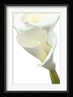 Lily in Bloom II Fine Art Print