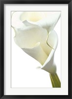 Lily in Bloom II Fine Art Print