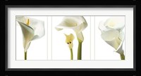 Calla Lilies Fine Art Print