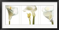 Calla Lilies Fine Art Print
