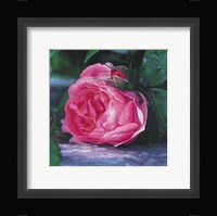 The Rose Fine Art Print