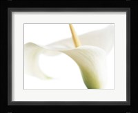 Calla on White Fine Art Print
