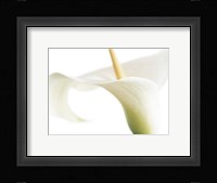 Calla on White Fine Art Print