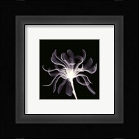 White Ribbons Fine Art Print