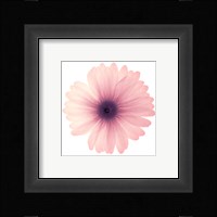 Pink Petals Fine Art Print