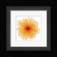 Orange Chiffon Fine Art Print