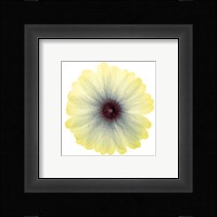 Lemon Nectar Fine Art Print