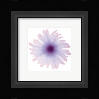 Iced Bloom Fine Art Print