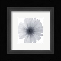 Delicate Petals Fine Art Print