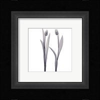 Delicate Duo Fine Art Print