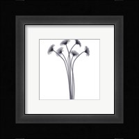 Feathered Splendor Fine Art Print