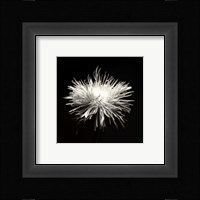 Spider Mum, Flower Series I Fine Art Print