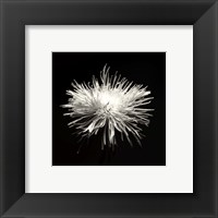 Spider Mum, Flower Series I Fine Art Print
