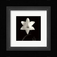 Lily, Flower Series VI Fine Art Print