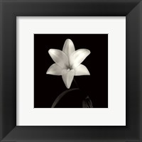 Lily, Flower Series VI Fine Art Print