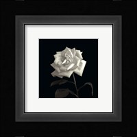 Rose, Flower Series VIII Fine Art Print