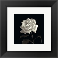 Rose, Flower Series VIII Fine Art Print
