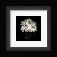 Daisies, Flower Series IX Fine Art Print