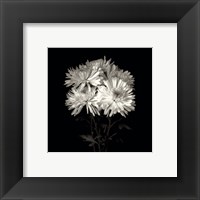 Daisies, Flower Series IX Fine Art Print
