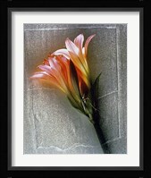 Amarylis Fine Art Print