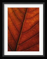 Verdant Form II Fine Art Print