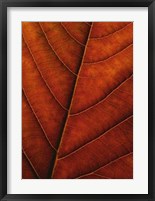 Verdant Form II Fine Art Print