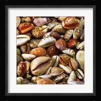 Coquillages Fine Art Print