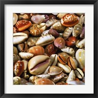 Coquillages Fine Art Print