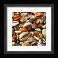 Coquillages Fine Art Print