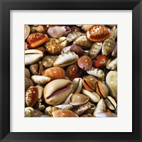 Coquillages Fine Art Print