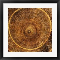 Arboreal Rings I Fine Art Print