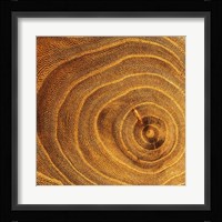Arboreal Rings II Fine Art Print