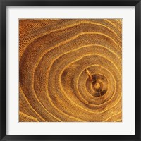 Arboreal Rings II Fine Art Print