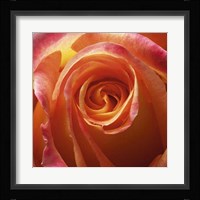 Orange Rose Fine Art Print