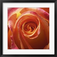Orange Rose Fine Art Print