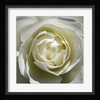 White Rose Fine Art Print