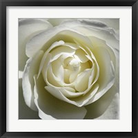 White Rose Fine Art Print