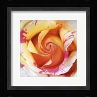 White and Purple Rose Fine Art Print