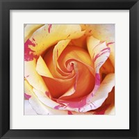 White and Purple Rose Fine Art Print