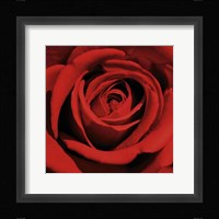 Red Rose Fine Art Print