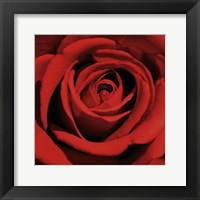 Red Rose Fine Art Print