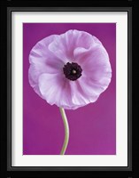 White Poppy Fine Art Print