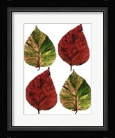 Four Leaves I Fine Art Print