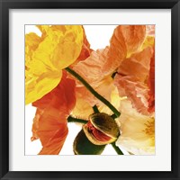 Poppies I Fine Art Print
